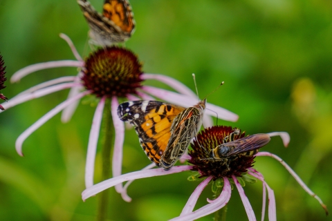 An American lady butterfly (Vanessa virginiensis) shares a pale purple coneflower with a feather legged scoliid wasp (Dielis plumipes) in Kisatchie National Forest May 7, 2024.