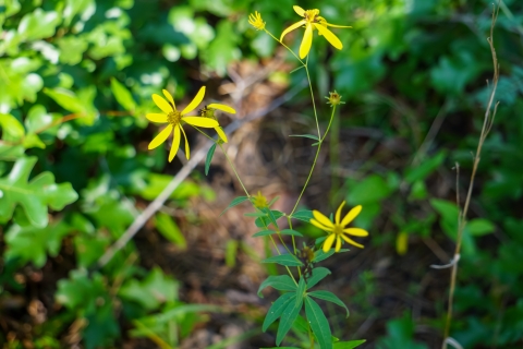 Greater Tickseed in Mississippi