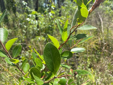 Harvestman Resting in Mississippi Shrubbery