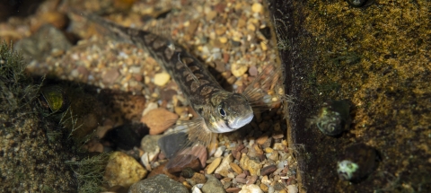 Chainback darter