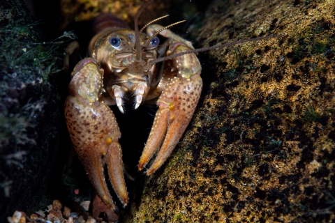Atlantic slope crayfishAtlantic slope crayfish