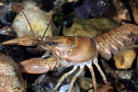 Atlantic slope crayfishA