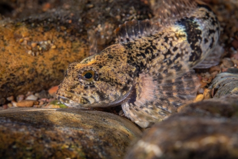 Blue Ridge sculpin