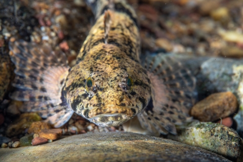 Blue Ridge sculpin