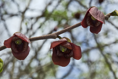 Pawpaw blooms