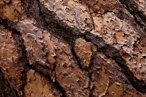 Close up photo of the bark of a Ponderosa Pine tree