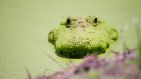 An American Alligator covered in green vegetation emerges its head from a duckweed covered swamp