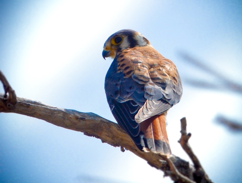 American kestrel