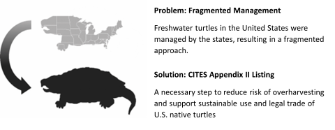 grey silhouettes of turtles and text about CITES Appendix II listing for freshwater US species