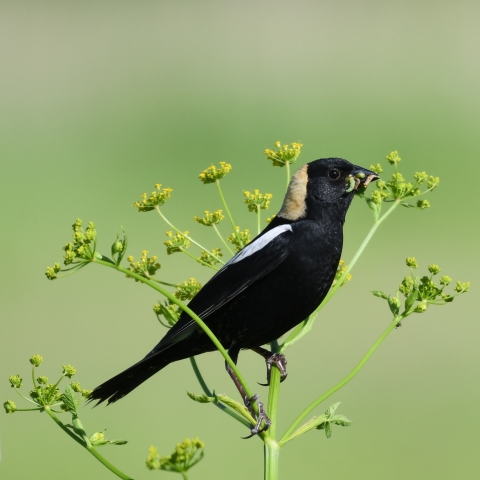 Bobolink perched on a plant