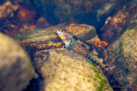 Candy darter