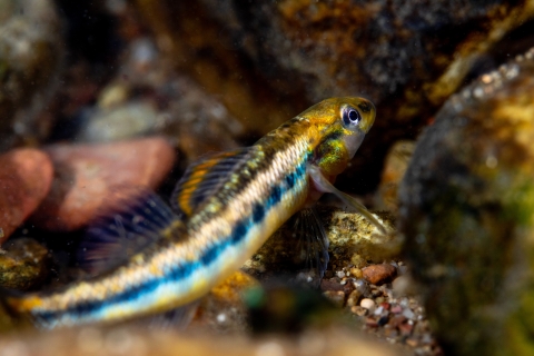 Roanoke darter