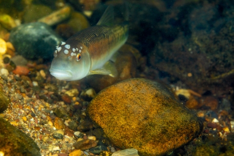 Bluehead chub