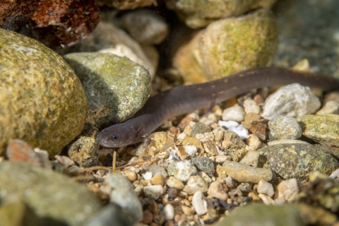 San Marcos salamander