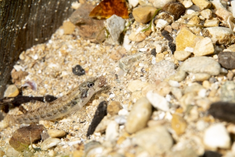 Fountain darter