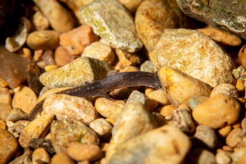 San Marcos salamander