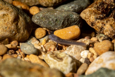 San Marcos salamander