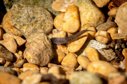 San Marcos salamander