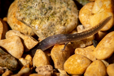 San Marcos salamander