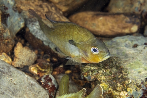 Redbreast sunfish