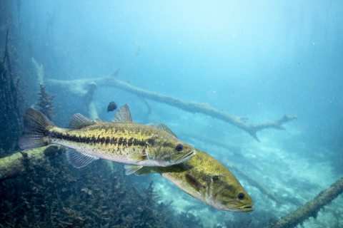Largemouth bass
