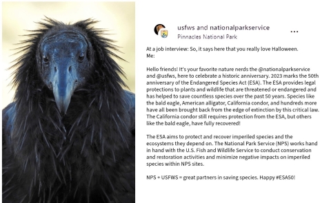 A graphic of an Instagram post featuring an image of a California condor with text below right 