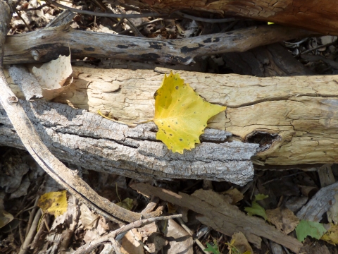 Cottonwood leaf