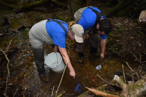 Two people in waders are bent down in a creek. A woman is holding a five gallon bucket, and they each have small aquarium nets in the water. 