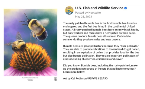  A graphic shows a social media post from Facebook. There is a piece of art showing two rusty patched bumble bees and text below right
