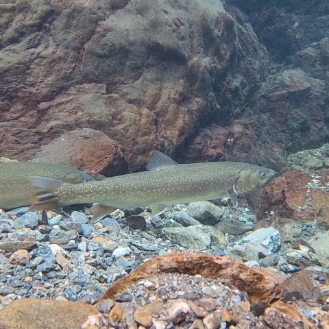 Upper Kachess River Restoration For Bull Trout U S Fish Wildlife Upper Kachess River Restoration For Bull Trout U S Fish Wildlife