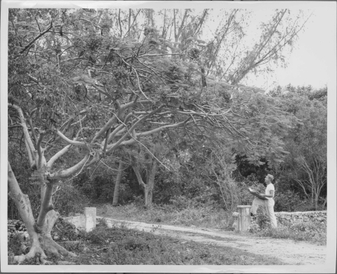 Man standing, with a sketch pad in his hands, in the process of sketching a large Poinciana Tree on the edge of wooden area