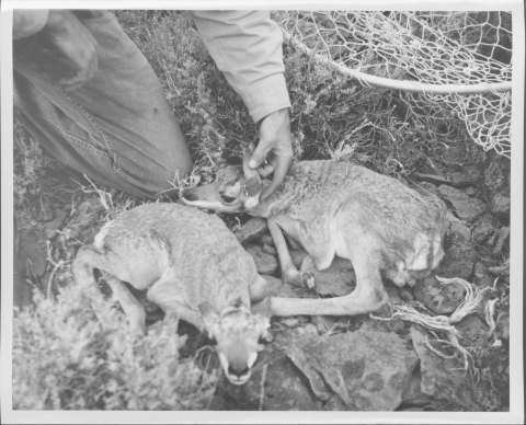 Two Antelope Kids, laying on the group after having been tagged. Section of net in the background. Man kneeling in top left frame - leg and forearms visible in frame