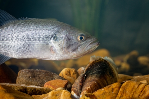 Plain pocketbook mussel with bass