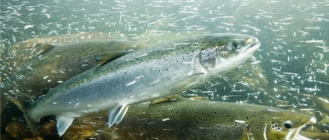 Atlantic salmon in stream