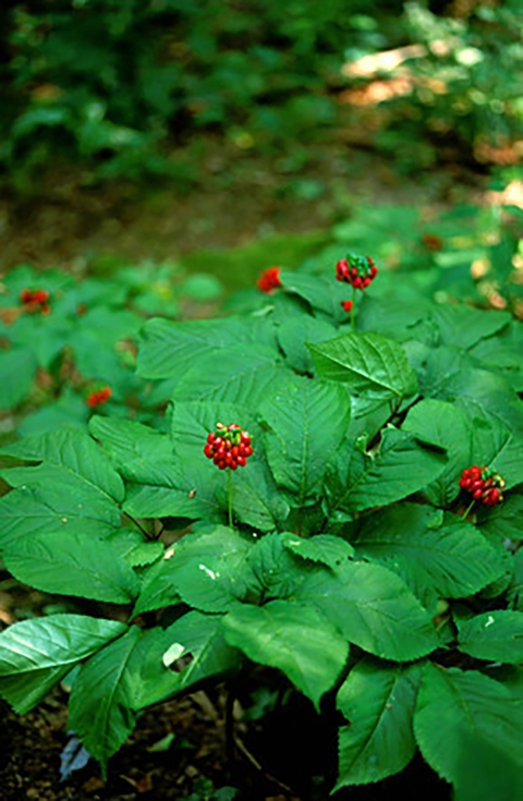 green plants with red berries in a forest