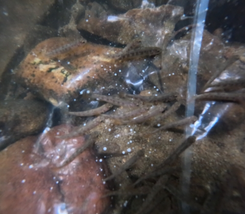 Southern Appalachian Brook Trout fingerlings are in a clear plastic bag placed on the stream bottom.