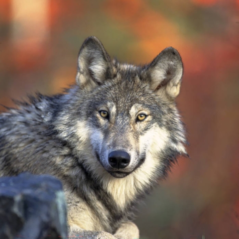 brown and white wolf stares into camera