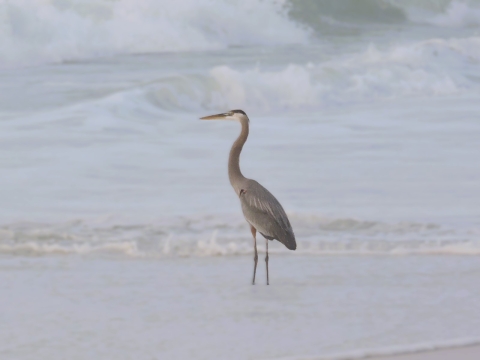 Great blue heron stands in surf along Destin Beach, in Florida