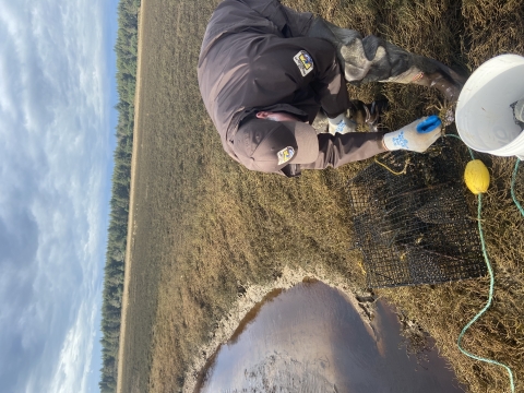 Employee removing European green crab from trap in wetland