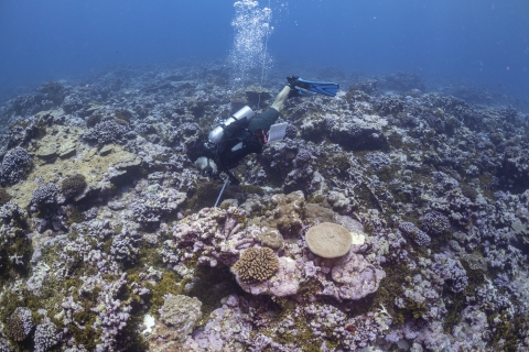  Scientific diver searching for crown-of-thorns starfish