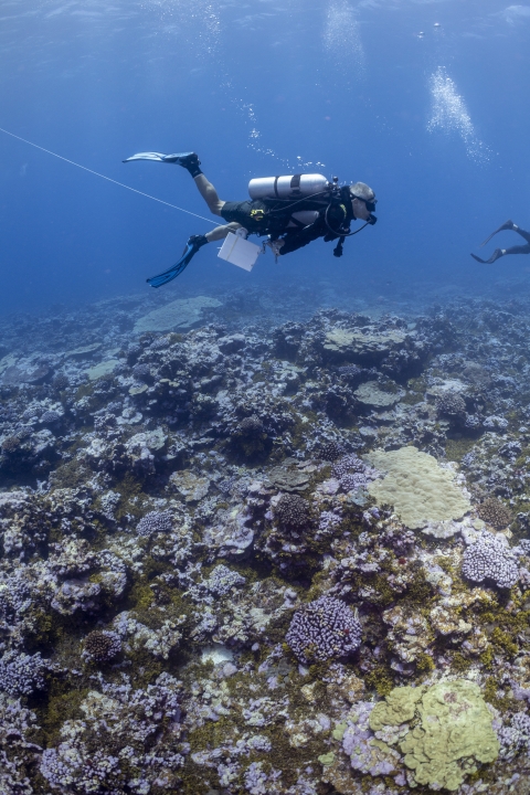 Scientific diver searching for crown-of-thorns starfish