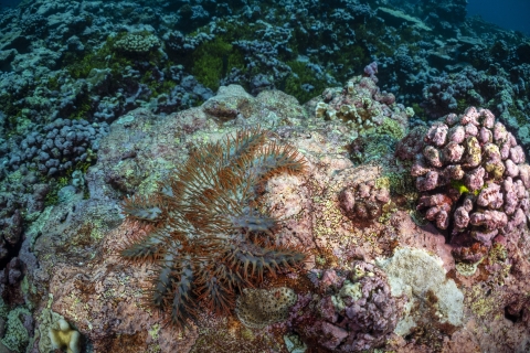 Crown-of-thorns starfish
