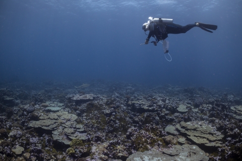 Scientific diver searching for crown-of-thorns
