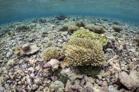 Underwater photo shows young coral of various colors