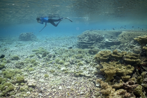 Researcher surveying young corals