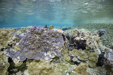 Palmyra Atoll coral reef