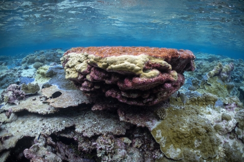Palmyra Atoll coral reef