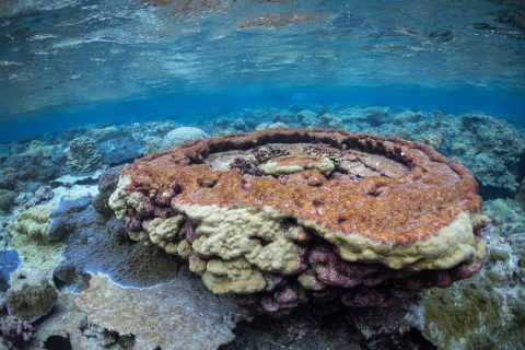 Palmyra Atoll coral reef