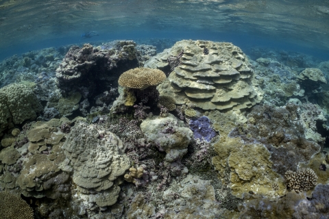 Palmyra Atoll coral reef