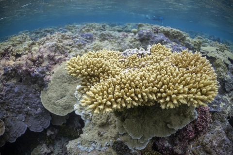Staghorn coral